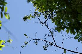 Image result for Cleistanthus schlechteri