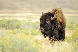 Grassland Animal Adaptations Science Struck