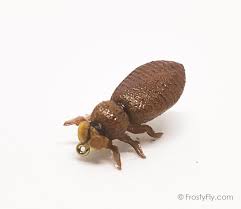 Therefore, the best option is to prevent it. Realistic Dragonfly Larvae Frostyfly