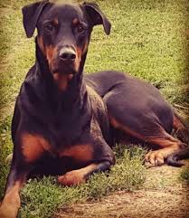 Is it more like the doberman or the rottweiler? 6 Year Old Doberman Rottweiler Mix
