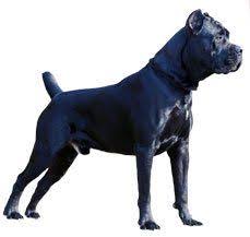 Cane corso the italian mastiff dog breed information, images. Cane Corso Dog Breed Information Dogspot In