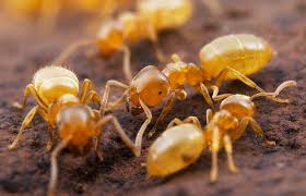 Lasius Flavus Pl Podziemnica Zwyczajna Ants Insects Bugs And Insects