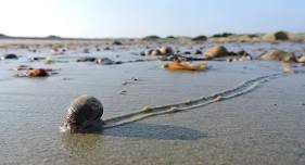 Seashore Discovery