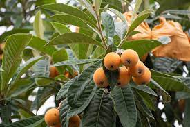 The fruit usually ripens between november and january. Loquat Trees In Texas Top Growing Tips