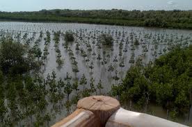 Sebanyak 25 persen dari total hutan bakau dunia ada di indonesia. Lebih Dari 50 Hutan Mangrove Di Indonesia Hilang Apa Penyebabnya National Geographic