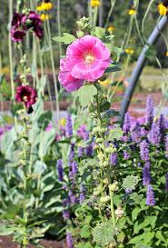 They are native to asia and europe. Growing Hollyhocks A Traditional Cottage Garden Favorite
