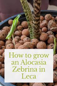 How To Grow An Alocasia Zebrina In Leca Water Plants Small Space Gardening Plant Care