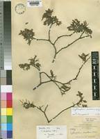 Image result for Cryptosepalum exfoliatum