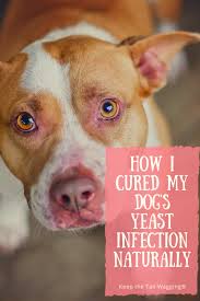 Is your dog scratching & itching? How I Cured My Dog S Yeast Infection Naturally Keep The Tail Wagging