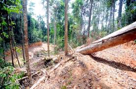 Penebangan hutan secara liar juga bisa membuat mereka sendiri celaka karena ulah mereka. Pembalak Terus Rakus Ratah Hutan