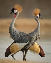 Pin By Erdal Yavas On Birds In 2020 Bird Pictures Beautiful Birds Bird Photography