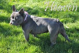 What Colors And Color Patterns Do Frenchies Come In Bluehaven French Bulldogs Brindle French Bulldog French Bulldog Blue Brindle French Bulldog