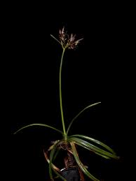 Image result for Cyperus nduru