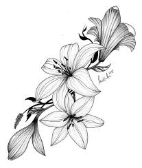 Blooming Lily Flower Vector Image On Mykinglist Com Diytattooimages Cizimler Kolay Cizimler Sanatsal Dovmeler