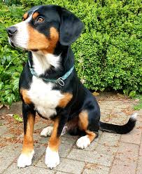Presently the vast majority of its specimens are kept either for companionship or as show dogs. Entlebucher Vom Duvenstedter Brook
