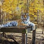 Foxes and Felines Fall Fest 2026 — Exotic Feline Rescue Center