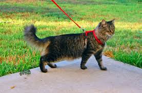 Another theory is that it is simply an evolved american breed (popular in cat shows in. Domestic Long Haired Cat Wikipedia