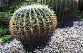 5 pancake prickly pear cactus an adaptation this plant has is the pads on the plant store water for this plant has adapted to it's environment by shedding it's small leaves during dry spells to 10 joshua tree this plant affects biotic and abiotic things in many ways. Barrel Cactus Adaptations Gardenerdy