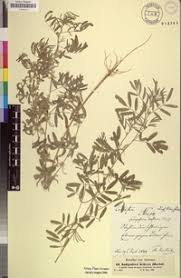 Image result for Indigastrum parviflorum