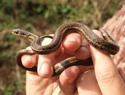 Garden snakes, nicknamed garter snakes, come in many varieties, various colors and have different markings, depending on your area of the country. Garter Snakes Of Western Washington