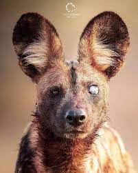 nature is metal on instagram cloudy w a chance of meat sweats by alvarowildlifephoto african painted dog dow 2021 afrika yaban kopegi kopek evcil hayvanlar