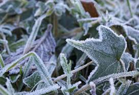 Frost — смотреть в эфире. How To Learn Your Last Frost Date Or Freeze Date Gardening Channel