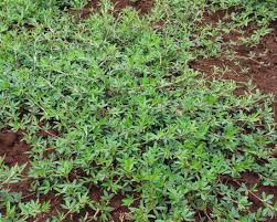 Image result for Stylosanthes