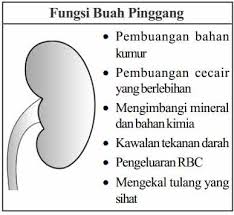 Terdapat seramai 1841 pesakit menjalani pemindahan ginjal yang masih berfungsi sehingga. Buah Pinggang Dan Fungsinya