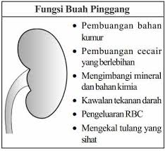 Kami bincang topik pemindahan buah pinggang. Buah Pinggang Dan Fungsinya