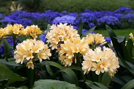 Image result for clivia