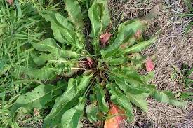 Image result for Rumex