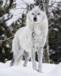 Wildlife Animals Nature Photo By Mukul Soman A Female Grey Wolf At The White Wolf Dog Wolf Spirit Animal Grey Wolf