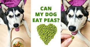 Can My Dog Eat Peas Dog Eating Dog Food Recipes Homemade Dog Food