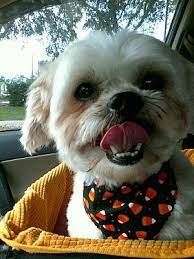 He will be able to depart on april 24, 2020. Tampa Fl Shih Tzu Meet Darwin A Pet For Adoption