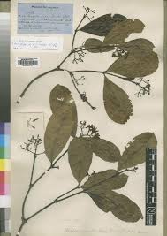 Image result for Ancylobothrys amoena