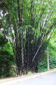 Black Bamboo Plants For Sale Gauteng Gigantochloa Atroviolacea Bamboo Plants Bamboo Garden Rock Garden Landscaping
