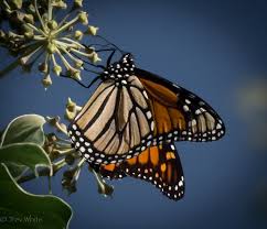 Put an image in a photo frame or add a mask. Jpg Photography Home Facebook