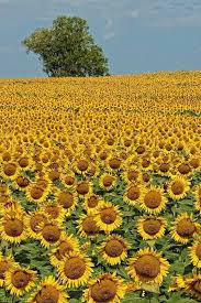 I Actually Saw This Picture A Farm Near My Home Grew Sunflowers Every Year How Pretty Sunflower Pictures Sunflower Fields Sunflower Photography