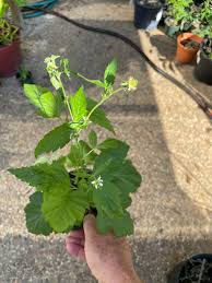 Image result for Hexasepalum sarmentosum