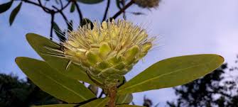 Image result for Protea gaguedi