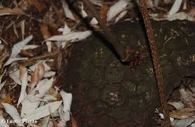 Image result for Dioscorea sylvatica