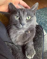 Chilled Sundays With The Cat Sis Russian Blue Cat Cats Russian Blue