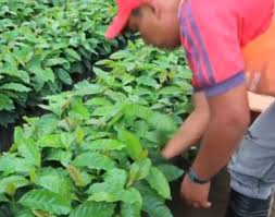 Maybe you would like to learn more about one of these? Starbucks Donates 180 000 Rust Resistant Coffee Plants To Farmers In Mexico