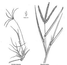 Image result for Diheteropogon filifolius