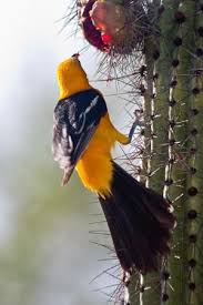 Birds Of Arizona Desert Arizona Sonora Desert Museum Beautiful Birds Pet Birds Pretty Birds