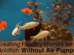 Afterward, your fish can be transferred to the clean bowl, with the remaining water removed to another container. Caring For Your Goldfish In A Fish Bowl Without An Air Pump Pethelpful