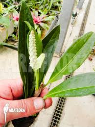 Image result for Satyrium trinerve