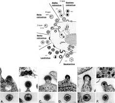 Hepatitis d is a type of viral hepatitis caused by the hepatitis delta virus (hdv), a small spherical enveloped particle that shares similarities with both a viroid and virusoid. Top Schematic Diagram Of The Morphogenesis Of The Members Of The Download Scientific Diagram