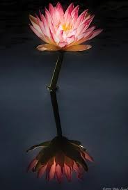 Press a couple of aquatic fertilizer tablets into the soil according the manufacturer's dosage instructions, then cover the roots with another layer of. Flower Water Lily Nymphaea Jack Wood Reflection By Mike Savad Water Lily Water Flowers Flower Art