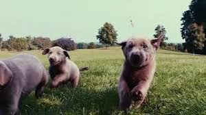 Teacup labrador retriever or lab puppies for sale in pennsylvania, pa. Worley S Silver Feathers Labradors
